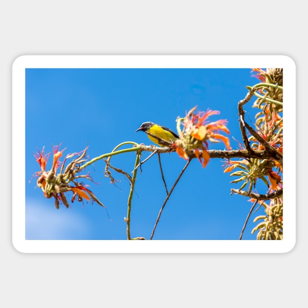 Bananaquit in Aruba Sticker by Debra Martz